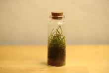 Load image into Gallery viewer, Mini - Bottle Terrarium
