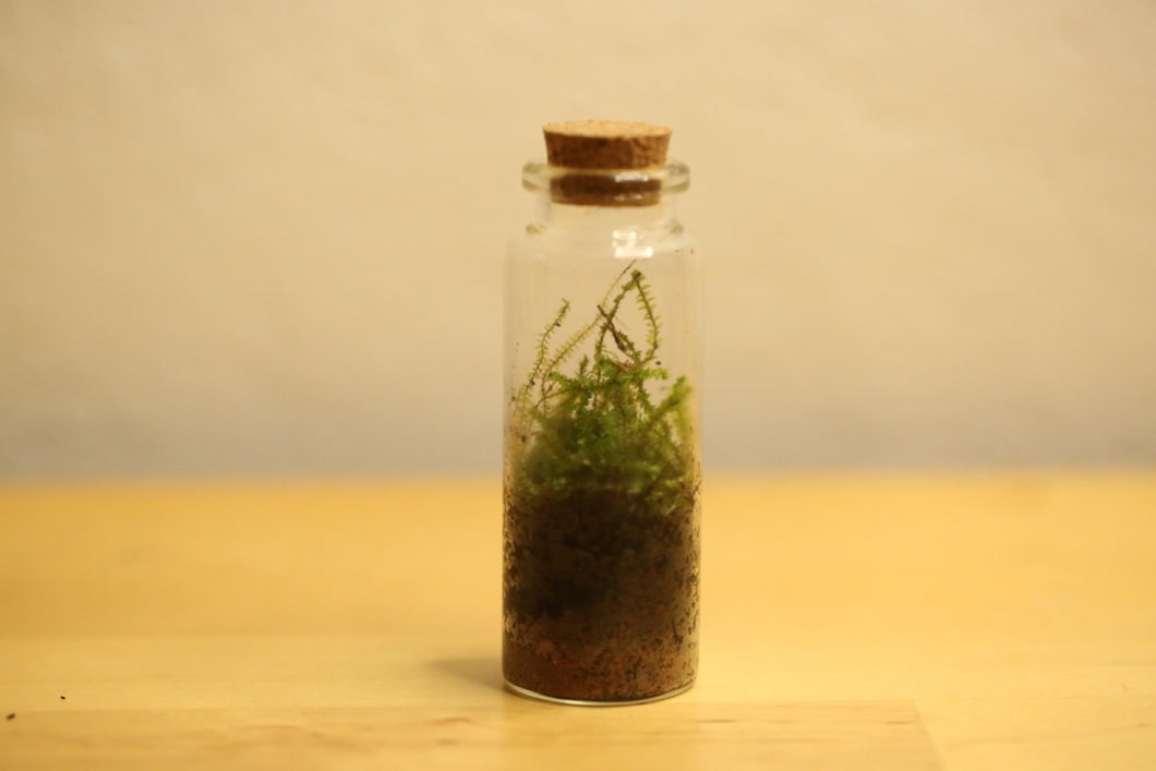 Mini - Bottle Terrarium