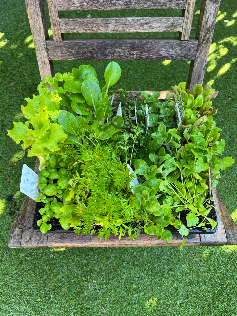 Office Seedling Tray