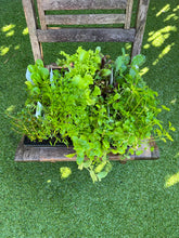 Load image into Gallery viewer, Mixed Herb Tray - 10 x 8 Cell punnets
