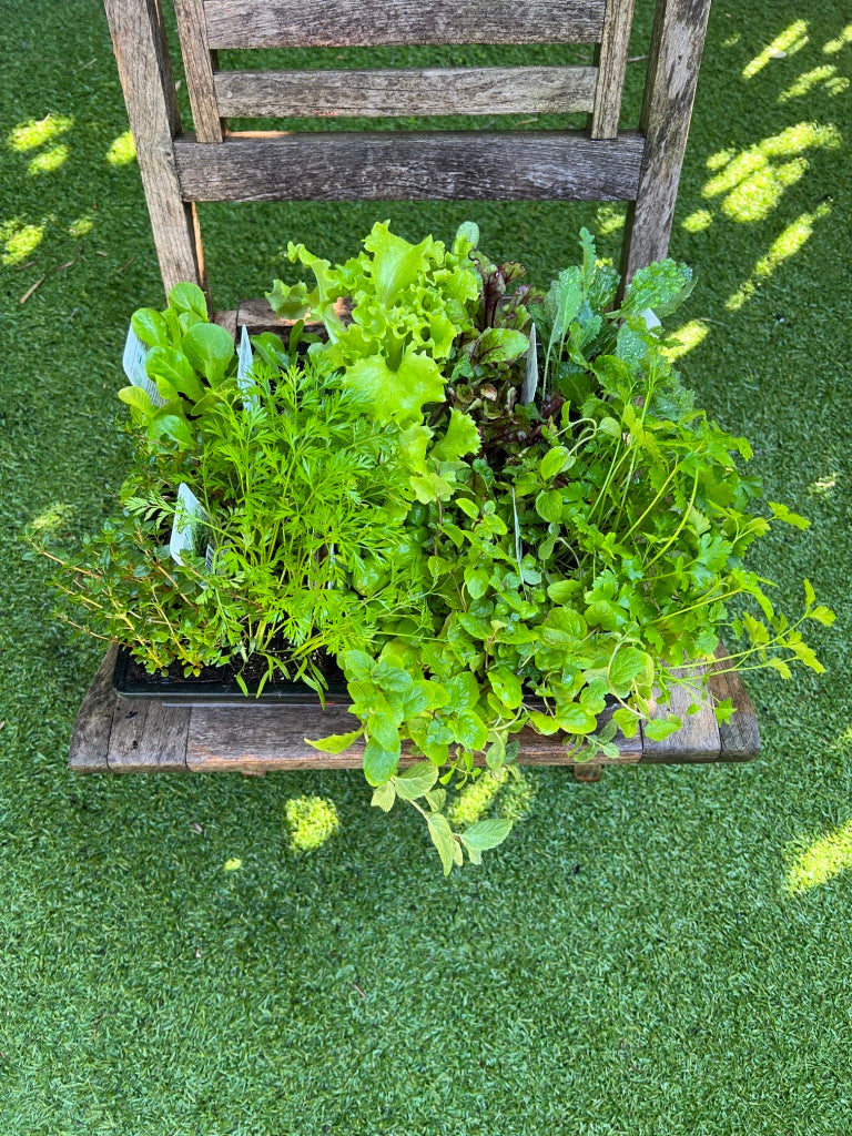 Mixed Herb Tray - 10 x 8 Cell punnets