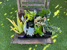 Load image into Gallery viewer, Succulent Assorted Tray - 12 x 10cm pots
