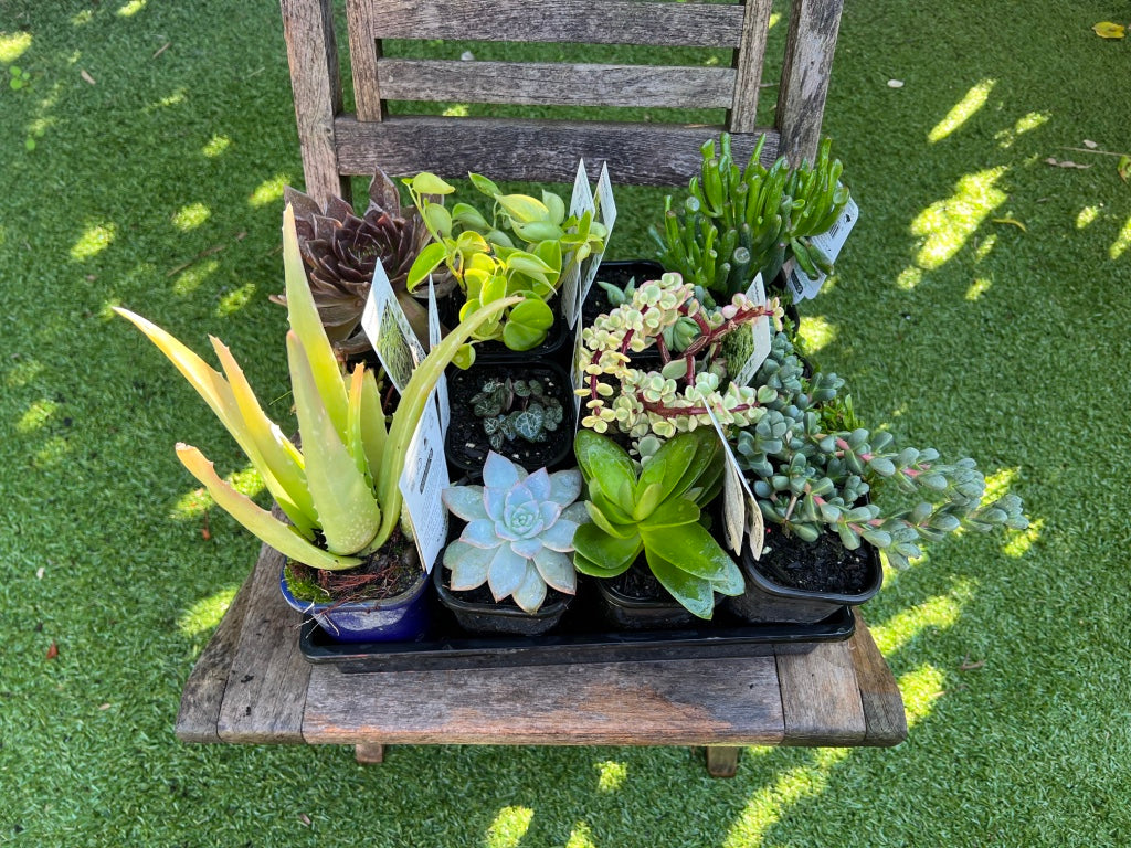 Succulent Assorted Tray - 12 x 10cm pots