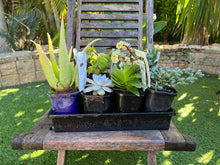 Load image into Gallery viewer, Succulent Assorted Tray - 12 x 10cm pots
