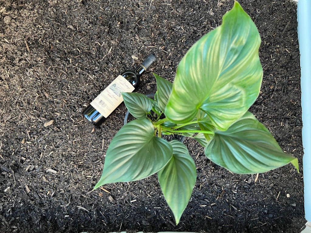 Indoor house plant paired with a bottle of WA Wine