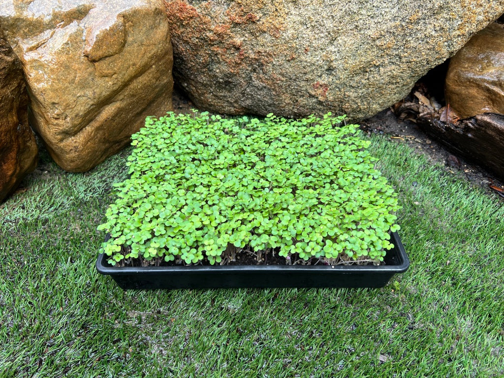 Microgreens Tray - Monthly special