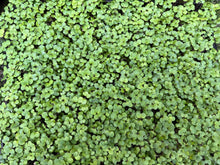 Load image into Gallery viewer, Microgreens Tray - Monthly special
