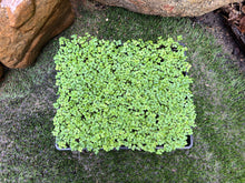 Load image into Gallery viewer, Microgreens Tray - Monthly special
