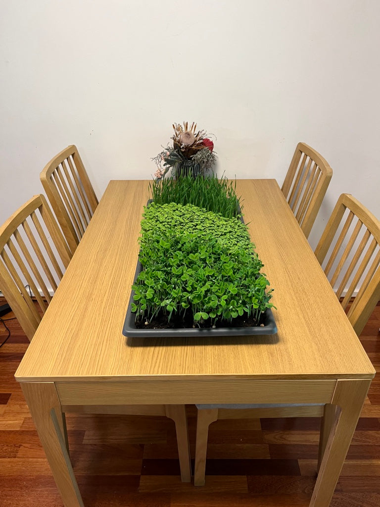 Microgreens Extra Large Tray - 3 Type's of greens