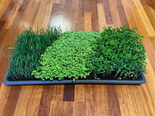 Load image into Gallery viewer, Microgreens Extra Large Tray - 3 Type&#39;s of greens
