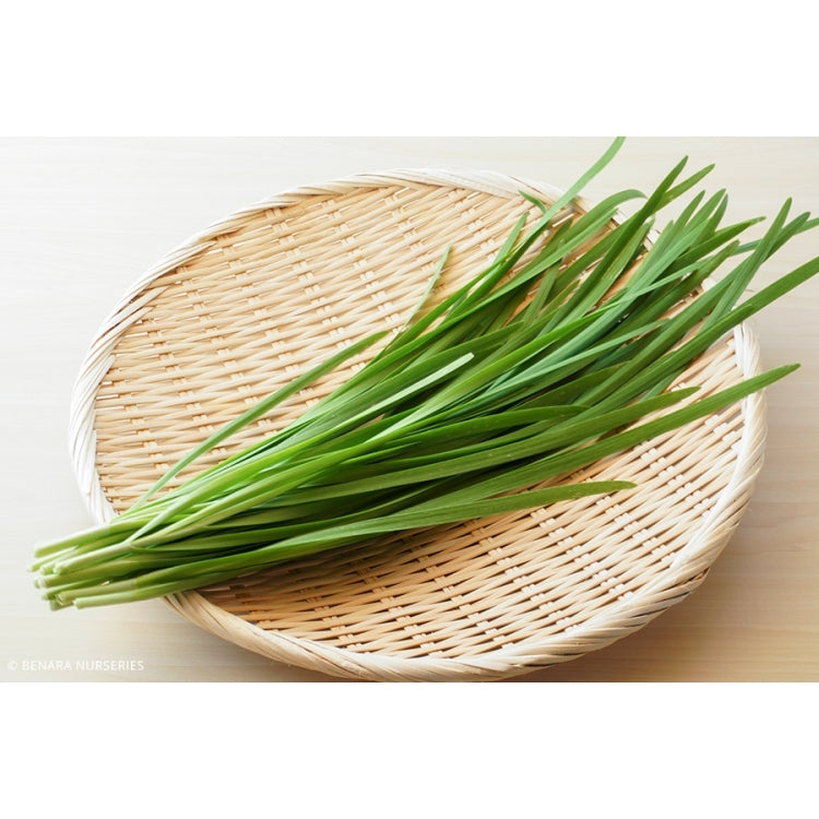 Chives Garlic - 8 Cell