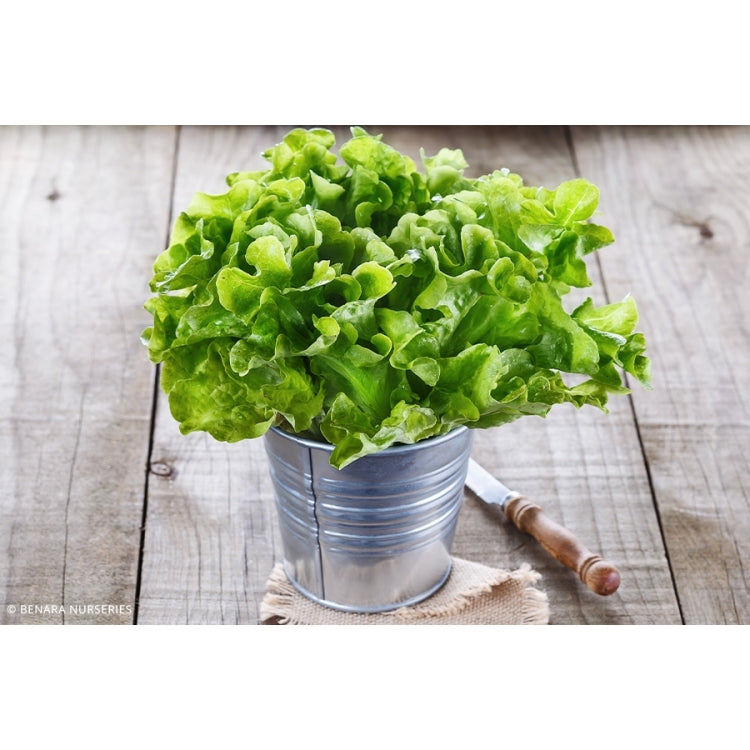 Lettuce Oakleaf - 8 Cell