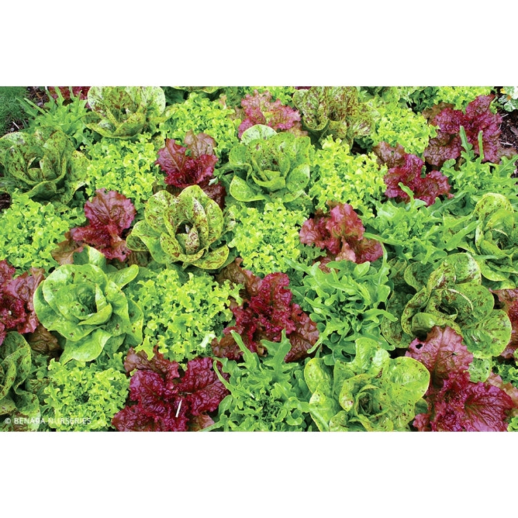 Mixed Lettuce Heirloom Tray - 10 x 8 Cell punnets